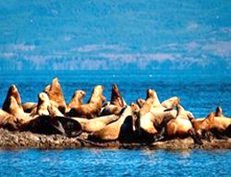 Tour Islas Palomino Tour Islas Palomino